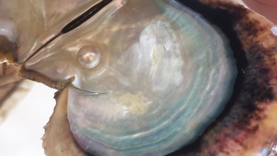 the world's oldest pearl is from Arabia